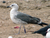 4816rpzp.jpg (56042 bytes)